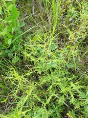 Aceria marginemvolvens