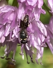 Hylaeus