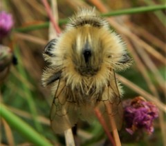 Bombus