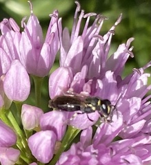 Hylaeus