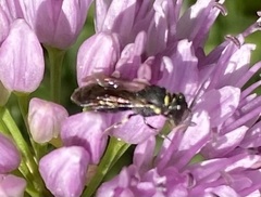 Hylaeus
