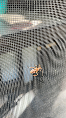 Leptoglossus occidentalis