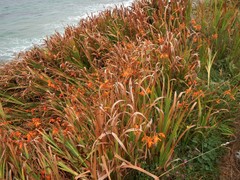 Crocosmia × crocosmiiflora