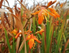 Crocosmia × crocosmiiflora