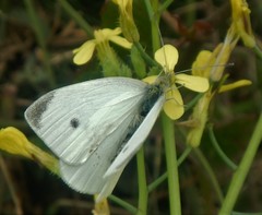Pieris rapae