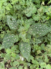 Hypoestes phyllostachya