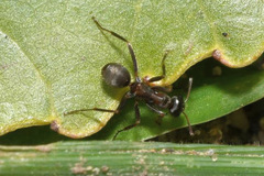 Formica cunicularia