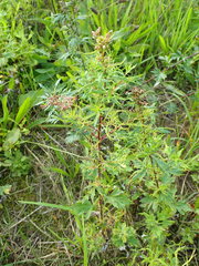 Aceria marginemvolvens