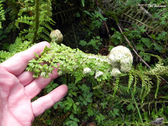 Polystichum multifidum