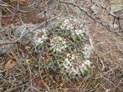 Mammillaria compressa