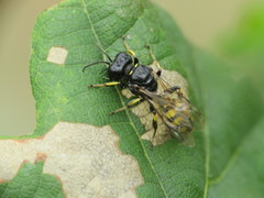 Crossocerus dimidiatus