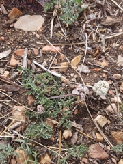 Lomatium nevadense parishii
