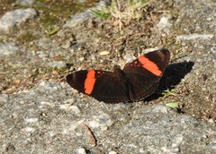 Adelpha lycorias