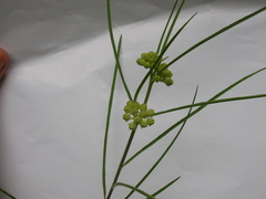 Asclepias stenophylla