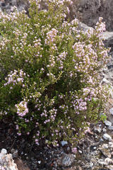 Erica ericoides