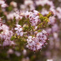 Erica ericoides