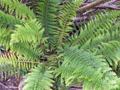 Polystichum multifidum