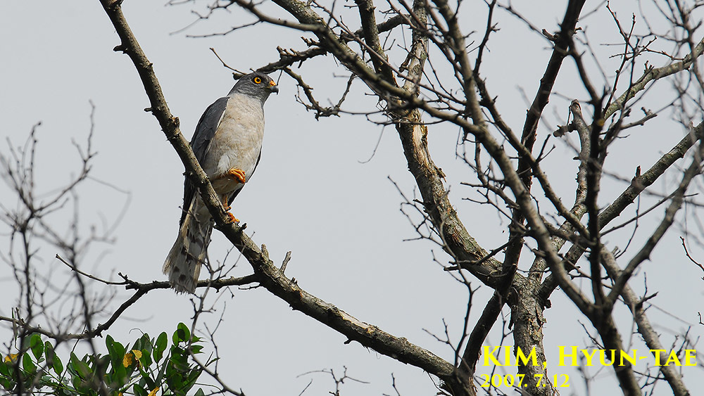 Chinese Sparrowhawk (Tachyspiza soloensis)