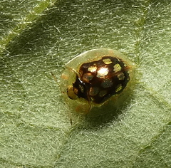 Plagiometriona microcera