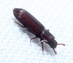 Pycnomerus