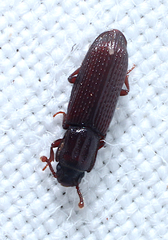 Pycnomerus