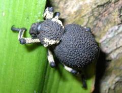 Brachycerus congestus