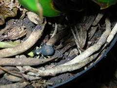 Brachycerus congestus