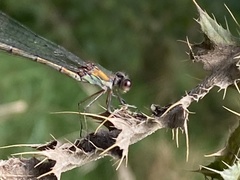 Chalcolestes viridis