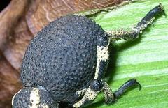 Brachycerus congestus