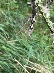 Chalcolestes viridis