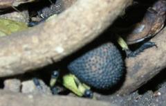 Brachycerus congestus