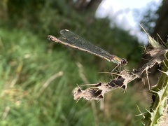 Chalcolestes viridis