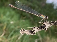 Chalcolestes viridis