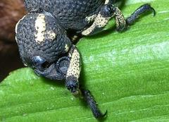 Brachycerus congestus