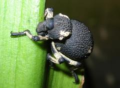 Brachycerus congestus