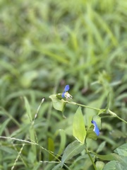 Commelina communis
