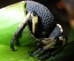 Brachycerus congestus