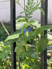 Commelina communis