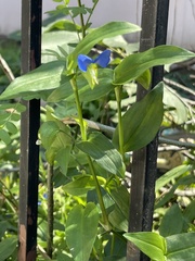 Commelina communis