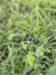 Commelina communis