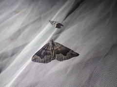 Scotopteryx moeniata