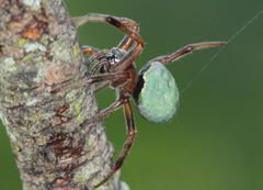 Araneus apricus