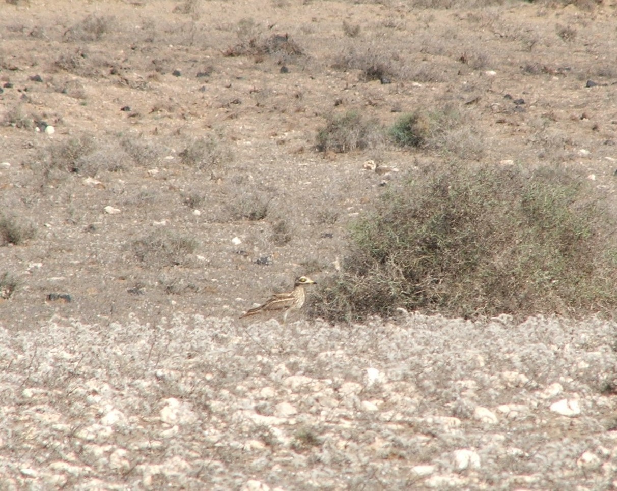 Eurasian Stone-curlew
