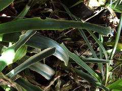 Clivia miniata miniata