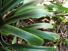 Clivia miniata miniata