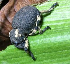 Clivia miniata miniata