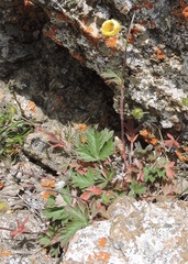 Potentilla nivea