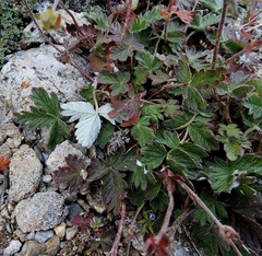Potentilla nivea