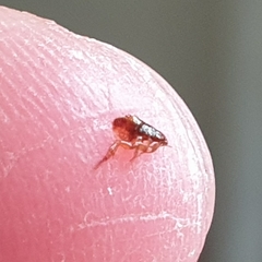 Ctenocephalides canis