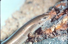 Chalcides bedriagai